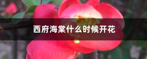 西府海棠什么时候开花