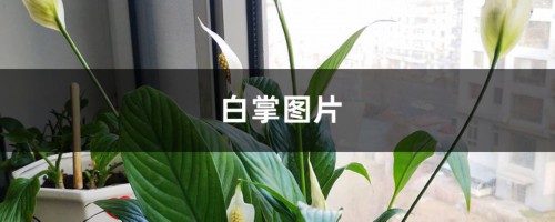 白掌图片