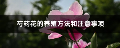 芍药花的养殖方法和注意事项