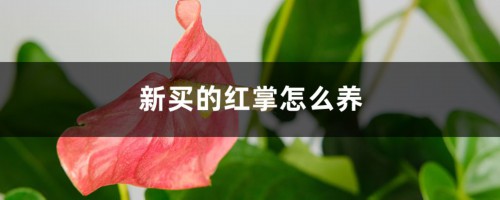 新买的红掌怎么养