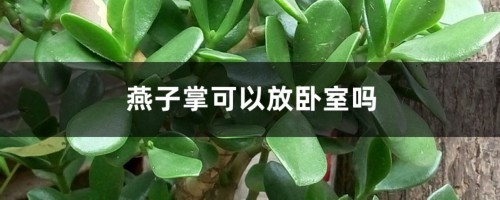 燕子掌可以放卧室吗