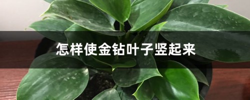 怎样使金钻叶子竖起来，叶子下垂怎样补救