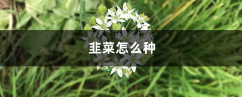 韭菜怎么种，韭菜种植技术