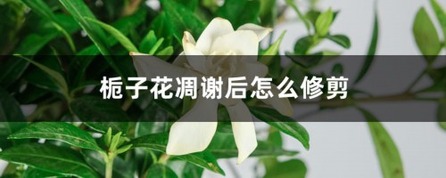 栀子花凋谢后怎么修剪