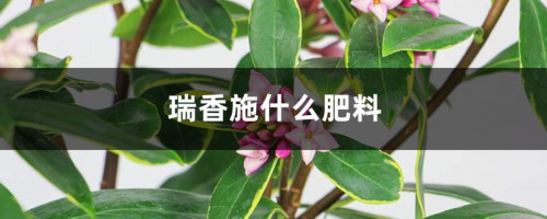 瑞香施什么肥料