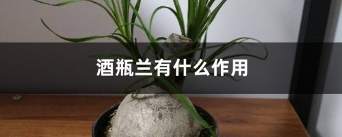 酒瓶兰有什么作用