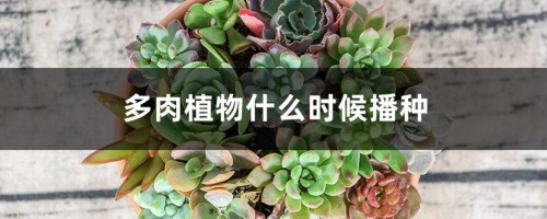 多肉植物什么时候播种