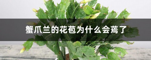 蟹爪兰的花苞为什么会蔫了