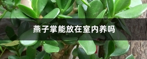 燕子掌能放在室内养吗