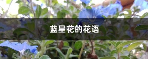 蓝星花的花语