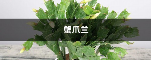 蟹爪兰长寿剪1刀、喂片药，开花1茬接1茬，盆盆爆满！