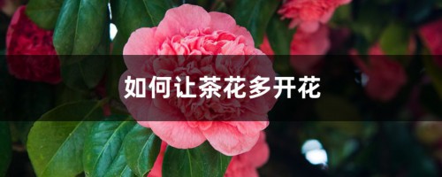 养“茶花”时，仔细注意这“3点”，花期开花开满枝，赛过牡丹