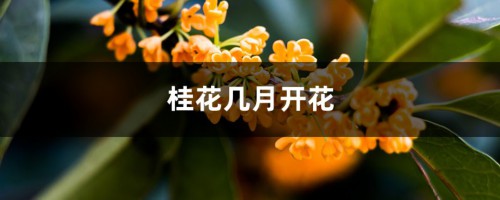 桂花几月开花