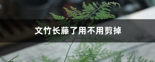 文竹长藤了用不用剪掉