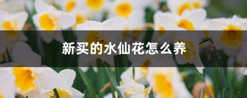 新买的水仙花怎么养