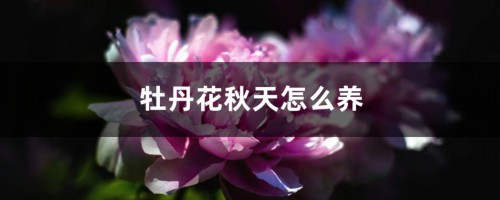 牡丹花秋天怎么养