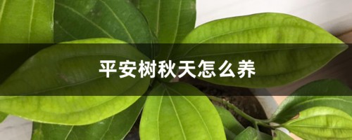 平安树秋天怎么养