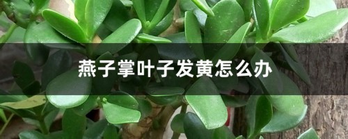 燕子掌叶子发黄怎么办