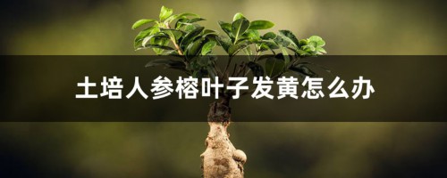 土培人参榕叶子发黄怎么办