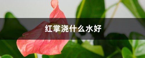 红掌浇什么水好