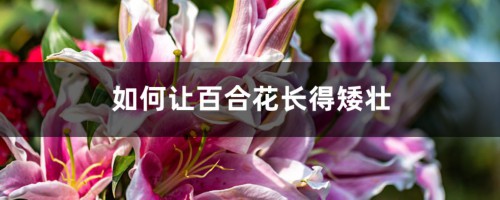 如何让百合花长得矮壮，长得太高怎么办