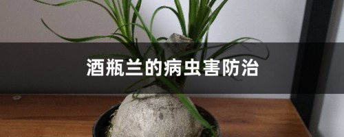 酒瓶兰的病虫害防治