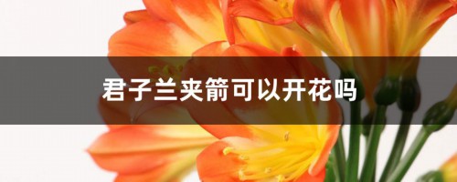 君子兰夹箭可以开花吗