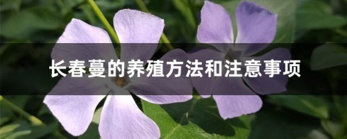 长春蔓的养殖方法和注意事项