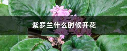 紫罗兰什么时候开花