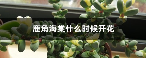 鹿角海棠什么时候开花