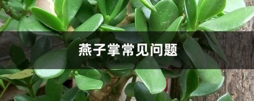 燕子掌常见问题