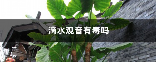 滴水观音有毒吗