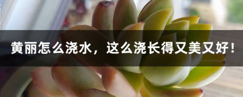 黄丽怎么浇水，这么浇长得又美又好！