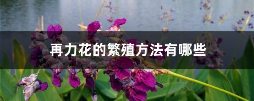 再力花的繁殖方法有哪些