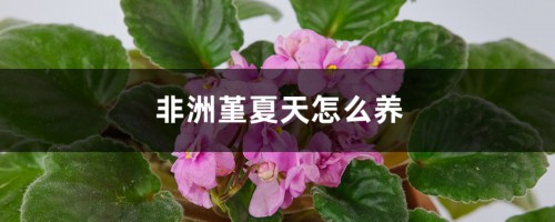 非洲堇夏天怎么养