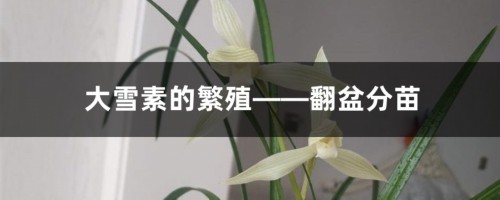 大雪素的繁殖——翻盆分苗