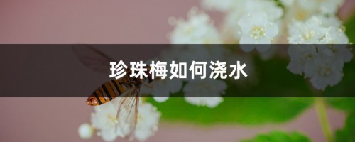 珍珠梅如何浇水