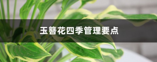 玉簪花四季管理要点